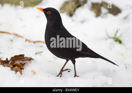 Blackbird in winter Stock Photo