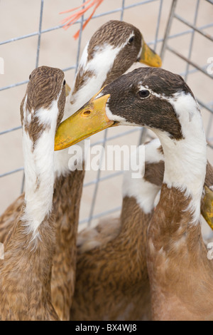 Indian Runner Ducks Anas platyrhynchos. Domestic. Birds in auction sale pen for sale.
