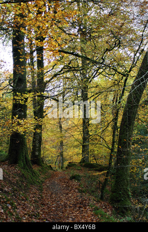 Woodland Torrent Walk path Brithdir near Dolgellau Wales in Autumn Stock Photo