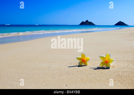 two plumeria blossoms on a sandy beach by the water's edge in Hawaii