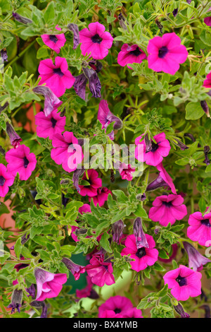 Petunia surfina garden flower pink Stock Photo