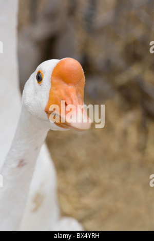 White Chinese Goose Anser cygnoides. For sale in a poultry auction sale, Suffolk. Portrait.