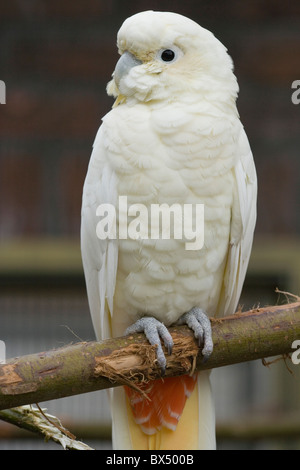 Philippines or Red-vented Cockatoos (Cacatua haematuropygia). Stock Photo