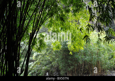 A beautiful branch of bamboos, Botanical garden of Lisbon, Portugal. Stock Photo