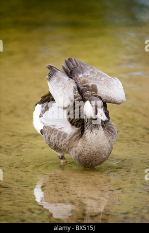 Canada Goose Branta canadensis X Greylag Goose Anser anser hybrid. Result of a natural mating in the wild. Wing stretching whilst.River Thet. Norfolk.. Stock Photo