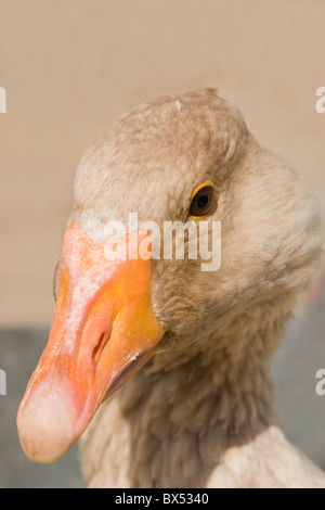 American Buff Domestic Goose (Anser anser). Penned in a poultry auction sale, Suffolk, East Anglia, UK; portrait Stock Photo