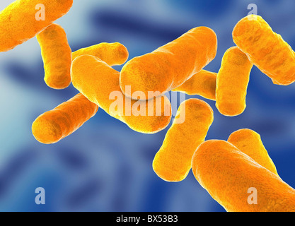 Rod shaped bacillus bacteria Stock Photo