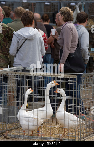 Domestic Poultry Auction Sale, Suffolk, East Anglia; UK. White Chinese Geese (Anser cygnoides), in foreground pen.