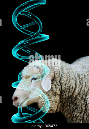 Cloned sheep, conceptual image Stock Photo