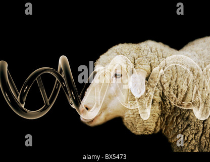 Cloned sheep, conceptual image Stock Photo