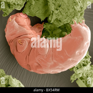 Water bear, SEM Stock Photo