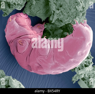 Water bear, SEM Stock Photo