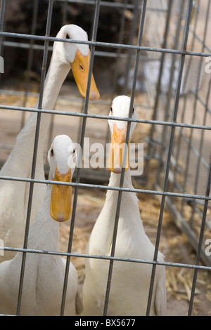 White Indian Runner Ducks (Anas platyrhynchos). Domestic breed. Caged and in a Poultry Auction Sale, Suffolk, East Anglia.