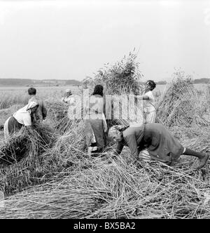 wheat harvest,  United Agricultural Cooperative Stock Photo