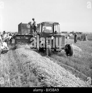 United Agricultural Cooperative, wheat harvest, harvester Stock Photo