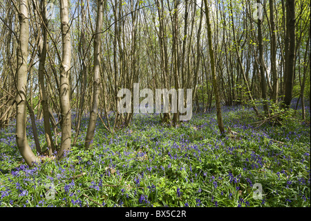 Forest management with old pollarded chestnut trees trunks background bluebell wood forest Stock Photo