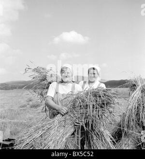 wheat harvest, United Agricultural Cooperative farmers, drying wheat bundles, smiling, happy Stock Photo
