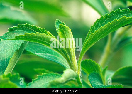 Stevia 'Rebaudiana'  plant, natural sweetener, Stock Photo