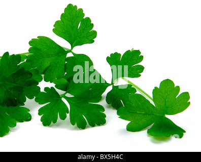 FLAT LEAF PARSLEY (petroselinum crispum) Stock Photo