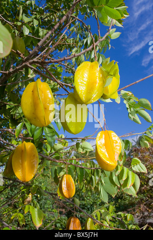 Starfruit or carambolas (Averrhoa carambola) on the tree Stock Photo