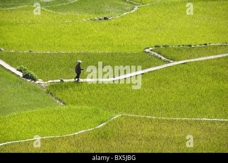 Villager walking across rice terraces typical of Ifugao culture, Aguid, near Sagada, Cordillera, Luzon, Philippines Stock Photo