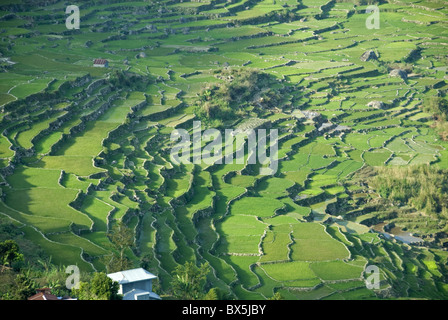 Rice terraces typical of Ifugao culture, Kapayaw, near Sagada, Cordillera, Luzon, Philippines, Southeast Asia, Asia Stock Photo