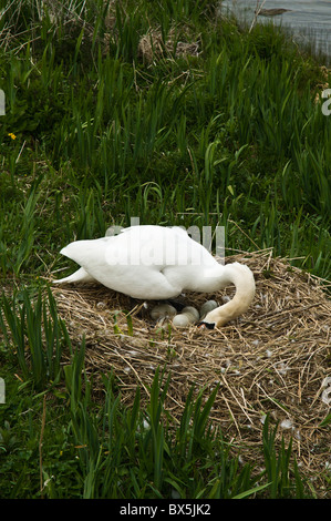 dh  SWAN UK Female swan arranging eggs on loch side nest bird sat scotland birds swans cygnus olor cygnets Stock Photo