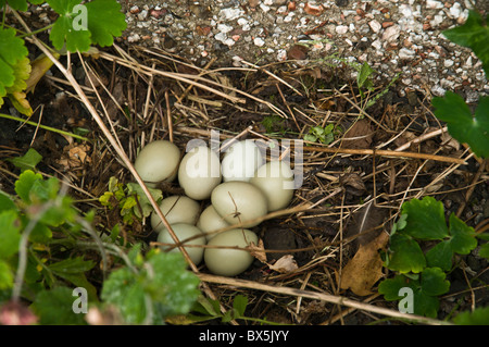 dh  PHEASANT UK Phasianus colchicus pheasant eggs in Pheasants birds bird nest Stock Photo