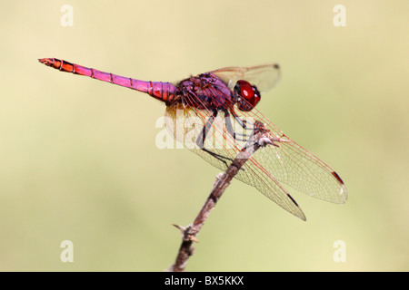 Male Violet Dropwing Trithemis annulata Taken at Lake Chamo, Ethiopia Stock Photo