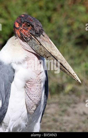 Head And Beak Of Marabou Stork Leptoptilos crumeniferus At Lake Ziway, Ethiopia Stock Photo