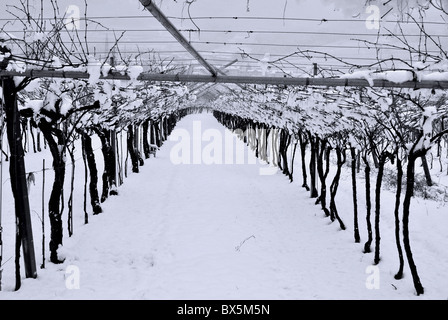 vineyards in the snow in winter Stock Photo