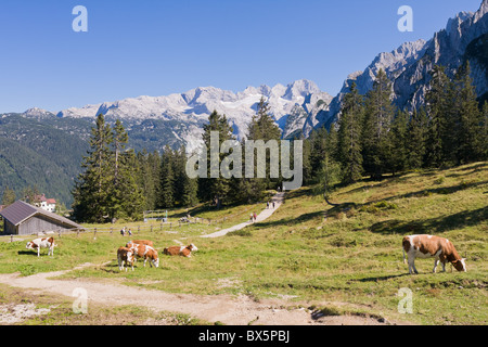 cows grazing on pasture in high alps Stock Photo