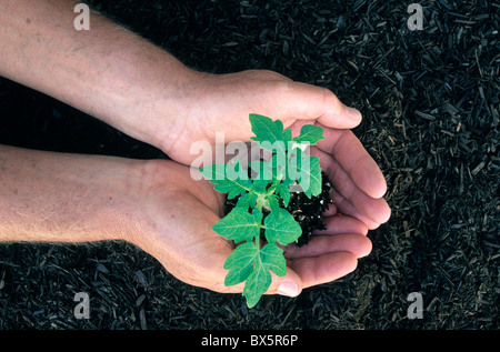 Hands holding young 'tomato' plant, Stock Photo