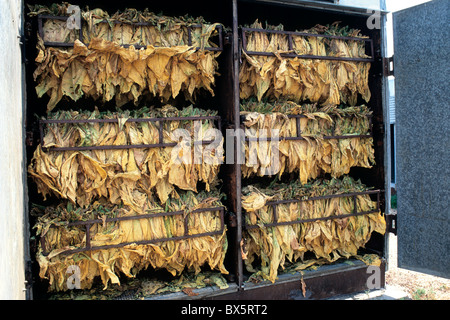 Tobacco 'NC71' leaves drying in bulk barn, Stock Photo