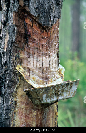 Loblolly Pine  scored through cambium layer with attached resin catch tray, Stock Photo