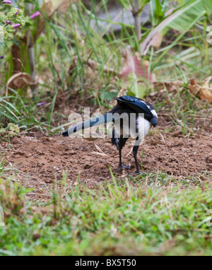 Magpie ( pica pica ) in meadow ant bathing Stock Photo