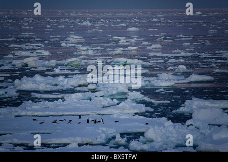 Adelie penguins (Pygoscelis adeliae) on an ice floe at midnight, Southern Ocean, Antarctic, Polar Regions Stock Photo