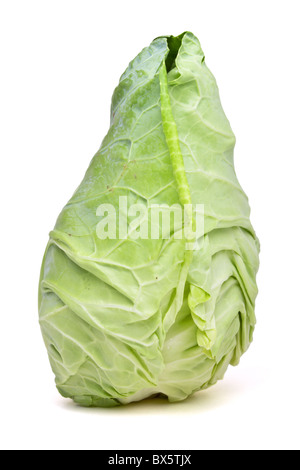 Pointed Sweetheart Cabbage from low perspective isolated on white. Stock Photo