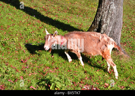 goats on the meadow larch forest with the background Stock Photo