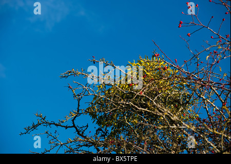 European Mistletoe, Viscum album, growing on Hawthorn, Crataegus monogyna Stock Photo
