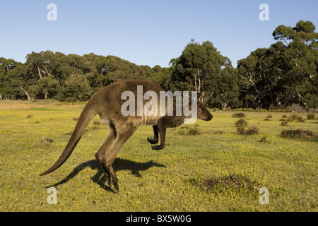 Kangaroo Island grey kangaroo (Macropus fuliginosus), Flinders Chase National Park, Kangaroo Island, South Australia, Australia Stock Photo