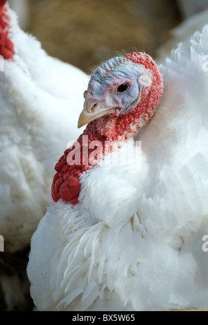 Turkey, tom, portrait, displaying bright red waddle, Stock Photo