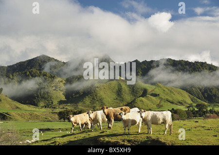 Cows and farmland, near Matawai, Gisborne, North Island, New Zealand, Pacific Stock Photo
