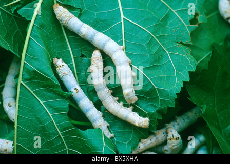 Silkworms, fifth instar  silkworm larvae feeding on Mulberry leaves, Stock Photo