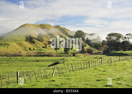 Farmland, near Matawai, Gisborne, North Island, New Zealand, Pacific Stock Photo