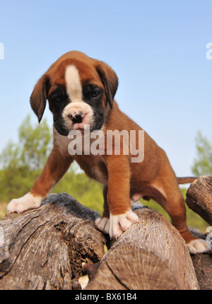 very young purebred puppy german boxer upright Stock Photo