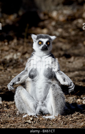 Female Ring-Tailed Lemur (Lemur catta) sunning herself, in captivity, Denver Zoo, Denver, Colorado, USA Stock Photo