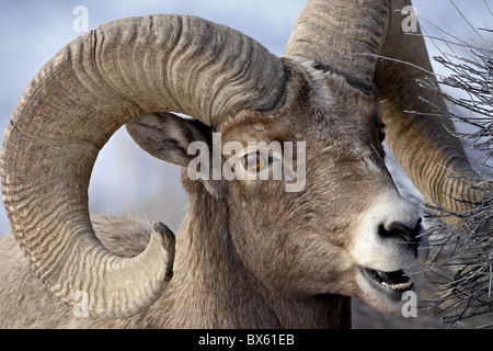 Bighorn Sheep (Ovis canadensis) ram feeding, Yellowstone National Park, Wyoming, United States of America, North America Stock Photo