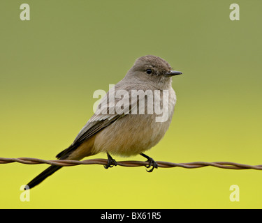 Western wood-pewee (Contopus sordidulus), San Jacinto Wildlife Area, California, United States of America, North America Stock Photo