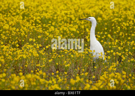 Snowy egret (Egretta thula) among goldfields (Lasthenia chrysostoma), San Jacinto Wildlife Area, California, USA Stock Photo